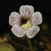 P_reticulata_small1