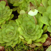 P_rotundiflora1_small1