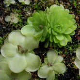 P_rotundiflora4_small