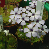 P_rotundiflora_small