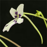 P_sp_ANPA_A1_small