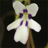 P_sp_ANPA_A2_small