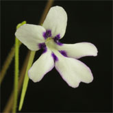 P_sp_ANPA_A_small