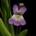 P_vallisneriifolia2_small1