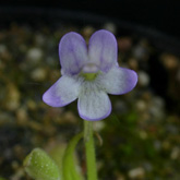 P_vallisneriifolia_small