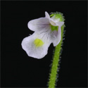 P_variegata_small