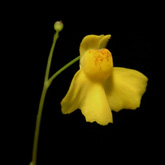 U_aureomaculata1_small