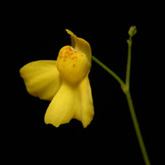 U_aureomaculata2_small
