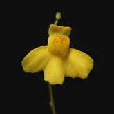 U_aureomaculata_small1