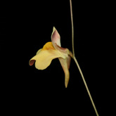 U_chrysantha1_small