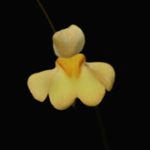 U_chrysantha_small1