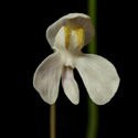 U_nephrophylla_small