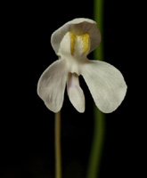 U_nephrophylla_small1