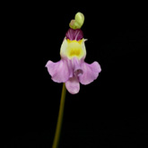 U_warburgii1_small