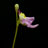 U_warburgii2_small