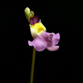 U_warburgii_small1