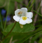 Pinguicula alpina