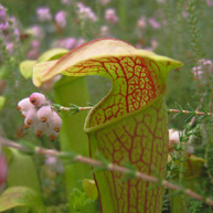 sarracenia2_small